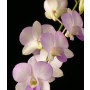 Dendrobium Orchids Plants DMB1387