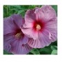 Dwarf Pink Hibiscus Flowering Plants – Compact Tropical Blooms in Ceramic Decorated Pot (2-Pack)