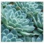 Echeveria Daldia Succulent Plants – Mexican Snowball with Blue-Green Rosettes