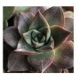 Echeveria Dionysos Succulent Plants  