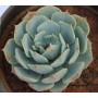 Echeveria Elegans Rose Succulent Plants – Ceramic Potted Evergreen for Home & Office Décor
