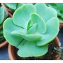 Echeveria Green Spoon Succulent Plants – Spoon-Shaped Rosette with Vibrant Blooms for Indoor & Patio Décor
