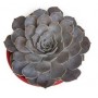Echeveria Lilacina Succulent Plants – Silvery Rosettes for Elegant Indoor & Outdoor Displays