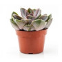 Echeveria Perle Von Nurnberg Succulent Plants – Rosette-Shaped Pink Succulent for Indoor & Patio Décor