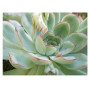 Echeveria Pulidonis Succulent – Red-Tipped Rosettes with Pale Bluish-Green Leaves in Ceramic Pot