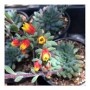 Echieveria Setosa Demuntia Succulent Plants – Firecracker Rosettes in Ceramic Pot | Bristled Blue-Green Caudiciform