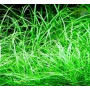 Echinodorus Tenellus Micro – Premium Aquatic Plant for Planted Aquariums