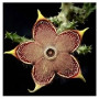 Edithocolea Grandish Succulent – Persian Carpet Flower with Exotic Maroon-Cream Blooms in Ceramic Pot