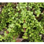 Elephant Bush Succulent Plant – Portulacaria Afra with Reddish Stem & Variegated Foliage