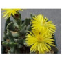 Elkhorn Succulent Plant – Rhombophyllum dolabriforme, Drought-Tolerant, Ornamental Evergreen