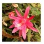 Epiphyllum Hybrid Flowering Plants – Exotic Orchid Cactus with Luminous Blooms in Ceramic Pot