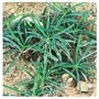Euphorbia Cylindrifolia Succulent – Serpent-Stemmed Dwarf Caudiciform in Ceramic Pot
