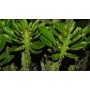 Euphorbia Neriifolia – Tall Spiny Succulent Shrub with Persistent Leaves | Exotic Xeriscape Accent
