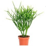 Euphorbia Tirucalli Succulent Plants – Pencil Tree with Yellow Blooms & Architectural Form