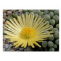 Fenestraria Rhopalophylla subsp. Aurantiaca Succulent Plants – Baby Toes with Orange Blooms in Black Pot | Window-Leaf Caudiciform for Indoor Display