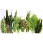Mixed Species Live Plants
