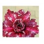 Florid Magenta Adeniums Obesum Plants – Maroon & White Desert Rose with Ceramic Pot