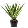 Furcraea Gigantea Striata Succulent Plant – Giant Variegated Sword Leaves, Drought-Tolerant, Landscape Ready