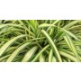 Furkeria Succulent Plants