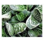 Gasteria Liliputana Succulent Plants – Rare Dwarf Rosette in Black Grower Pot | Shade-Tolerant Indoor Beauty
