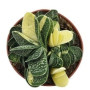 Gasteria Minima Variegated Succulent – Bowtie-Shaped Rosettes with Yellow Stripes in Ceramic Pot