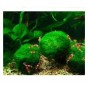 Jumbo Japanese Marimo Moss Ball