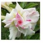 Glass Adeniums Obesum – Elegant Pink & White Desert Rose in Ceramic Pot