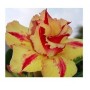 Golden Radiance Adeniums Obesum – Brilliant Desert Rose in Ceramic Pot