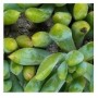 Graptosedum Species Succulent Plants