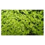Helxine Soleirolii Succulent Plants – Lush Mat-Forming Greenery for Indoor & Terrarium Decor