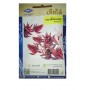 Chia Tai Home Garden Roselle Seeds – 75 Seeds of Tropical Hibiscus for Culinary & Herbal Use