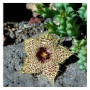 Huernia Hystrix Succulent Plants – Five-Angled Leafless Stems with Yellow Blooms in Ceramic Pot | Compact Caudiciform for Collectors