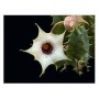 Huernia Quinta Succulent Plants