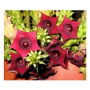 Huernia Schneideriana Succulent Plants – Burgundy Star Blooms on Toothed Green Stems in Ceramic Pot | Rare Caudiciform for Indoor Display