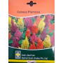 Hybrid Celosia Plumosa Flower Seeds – GLOW RED | 2-Pack | 95% Genetic Purity | Exotic Deep Red Blooms | Indo-American Hybrid Seeds