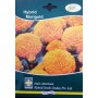 Hybrid Inca Orange Marigold Flower Seeds – 2-Pack | 95% Genetic Purity | Compact Growth | Indo-American Hybrid Seeds