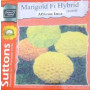 Hybrid AFRICAN INCA Marigold Flower Seeds – 2-Pack | 98% Genetic Purity | Bold Orange Blooms | Sutton & Sons Hybrid Seeds