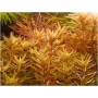 Rotala Rotundifolia – Vibrant Stem Plant for Planted Aquariums (Tissue Culture)