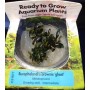 Bucephalandra Brownie Ghost