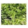 Japanese Poinsettia Succulent Plants – Variegated Devil’s Backbone with Zigzag Stems in Ceramic Pot | Evergreen Shrub with Summer Blooms