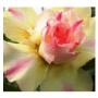 Yellow Desire Adeniums Obesum – Vibrant Desert Rose with Ceramic Pot