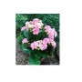 Kalanchoe Calandiva Empress Succulent – Double Rose-Like Blooms in Ceramic Pot