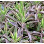 Kalanchoe Houghtonii Succulent Plants – V-Shaped Hybrid with Pink-Orange Blooms for Indoor & Patio Display