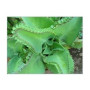 Kalanchoe Laetivirens Succulent – Mother of Thousands | Unique Leaf Propagation & Pink Bell Blooms
