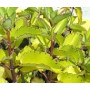 Kalanchoe Pinnata Succulent – Miracle Leaf Medicinal Herb with Erect Growth in Ceramic Pot