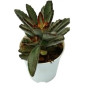 Kalanchoe Tomentosa Nigra Succulent Plant – Velvety Black Panda, Easy Care, Indoor Charm
