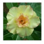 Kanjana Yellow Adeniums Obesum Plants – Vibrant Desert Rose with Ceramic Pot