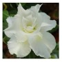 White Angel Adeniums Obesum Plants – Grafted White Desert Rose Bonsai with Ceramic Pot | Elegant Indoor & Outdoor Succulent