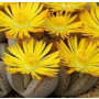 Lithops Aucampiaes Succulent Plants – Red-Bodied Living Stones with Yellow Blooms