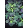Lobelia Cardinalis – High-Quality Tissue Culture Aquarium Plant (1 Pot/Pack)